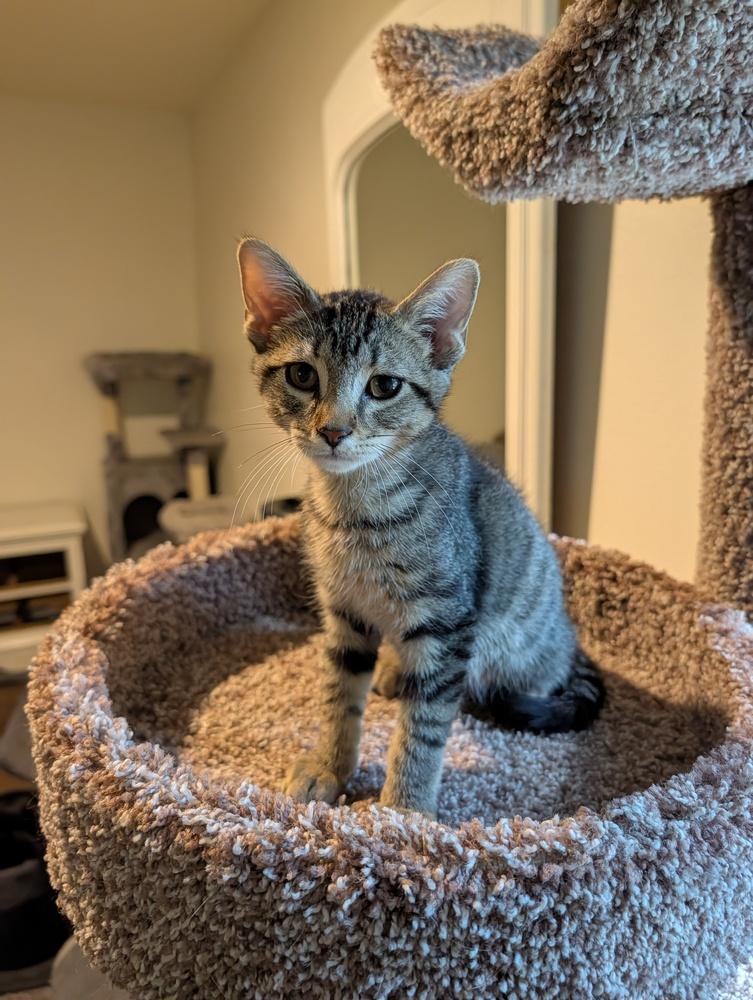 Sheldon #2, Adoptable, Kitten Male Domestic Short Hair & Tabby.