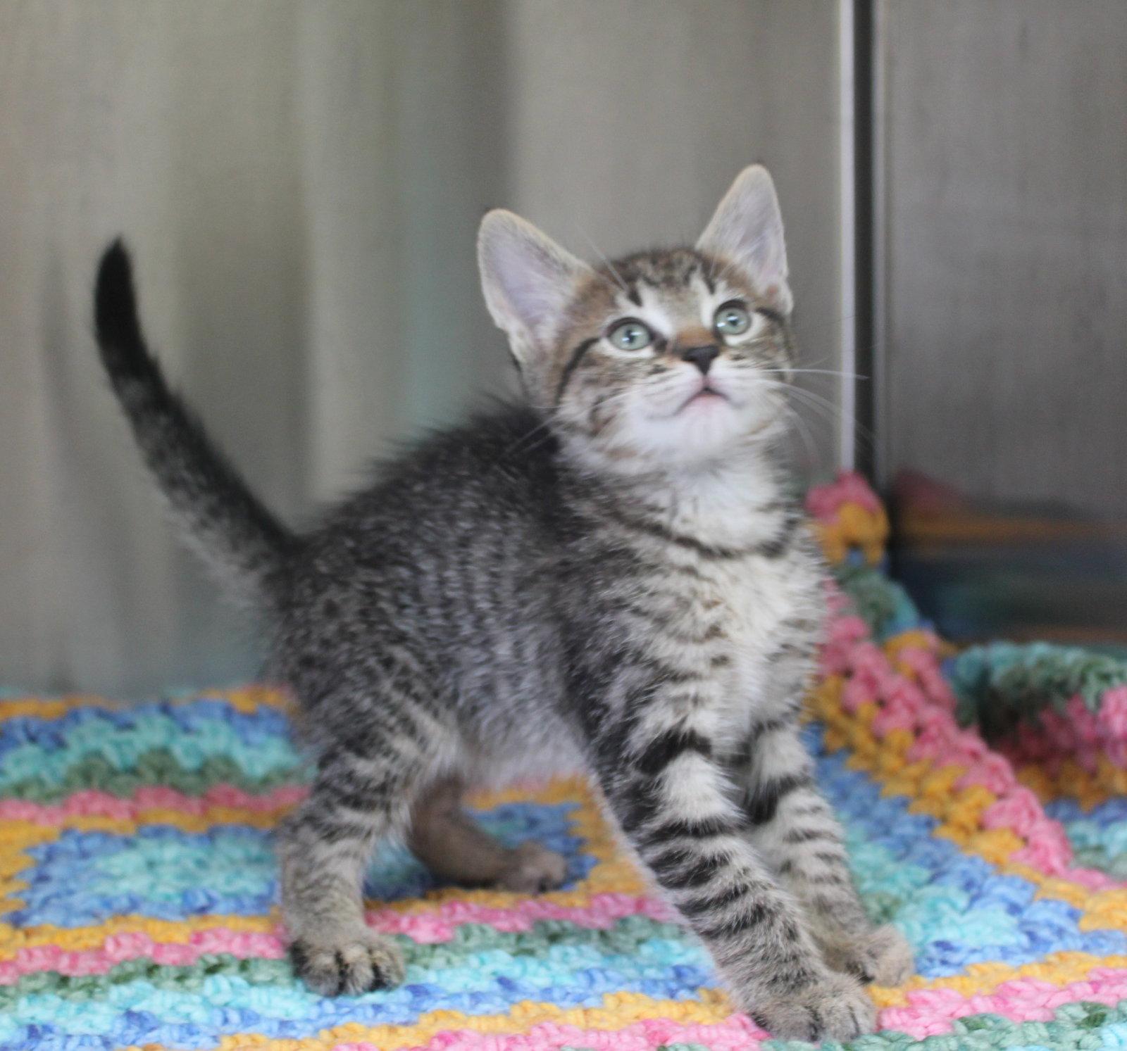 Enlarge Marvin - 43474, a Adoptable mixed breed in Prattville, AL image 2/3