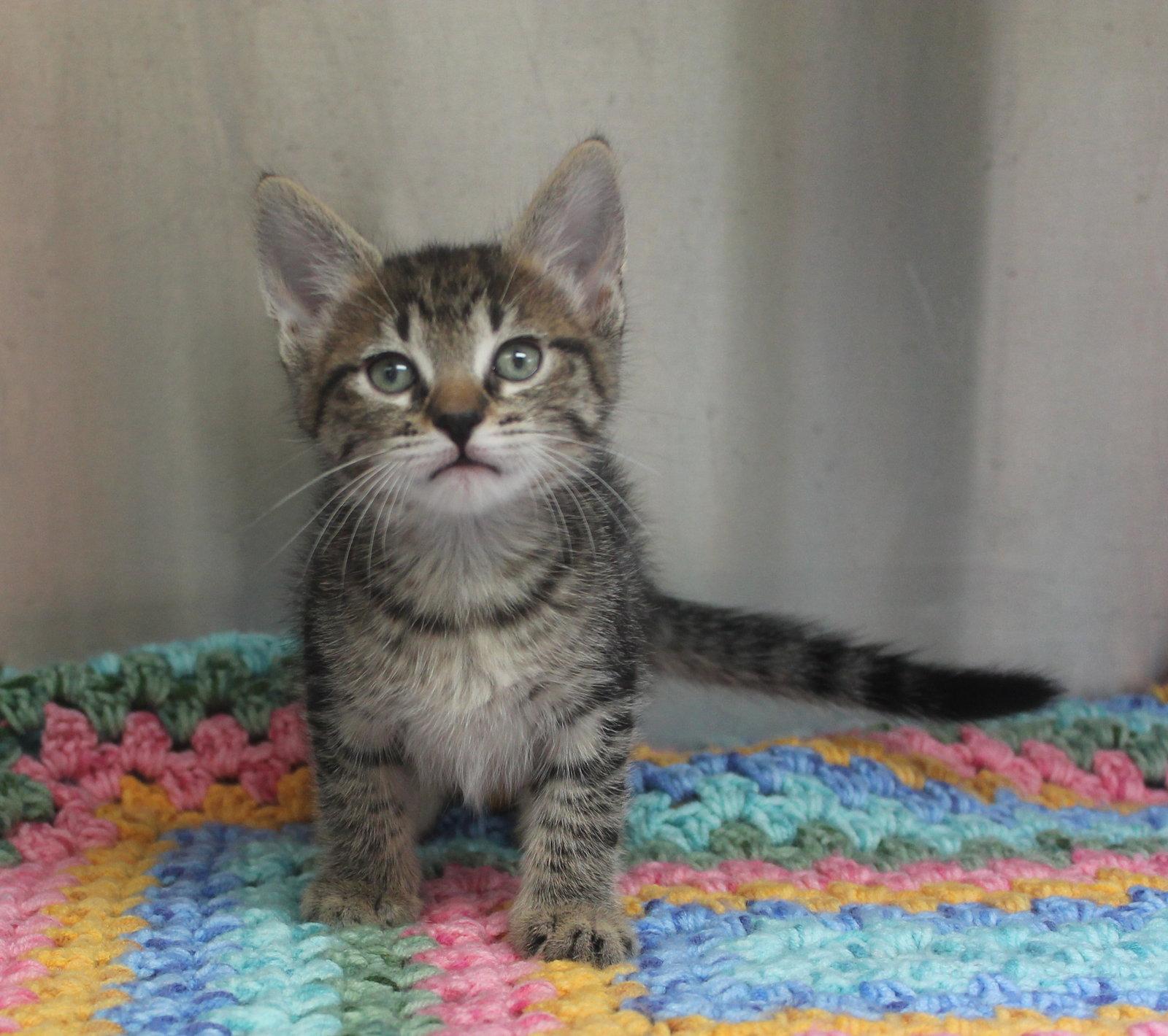 Enlarge Marvin - 43474, a Adoptable mixed breed in Prattville, AL image 3/3