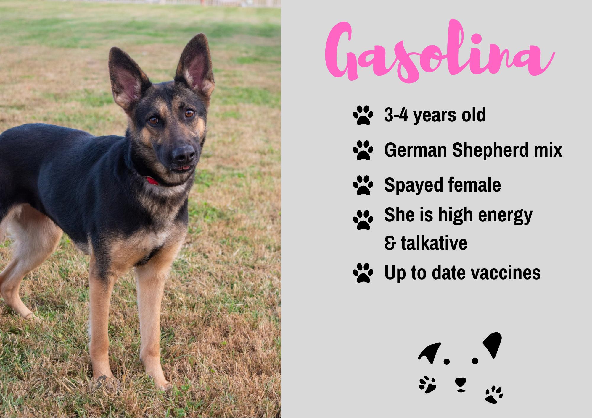 Gasolina photo