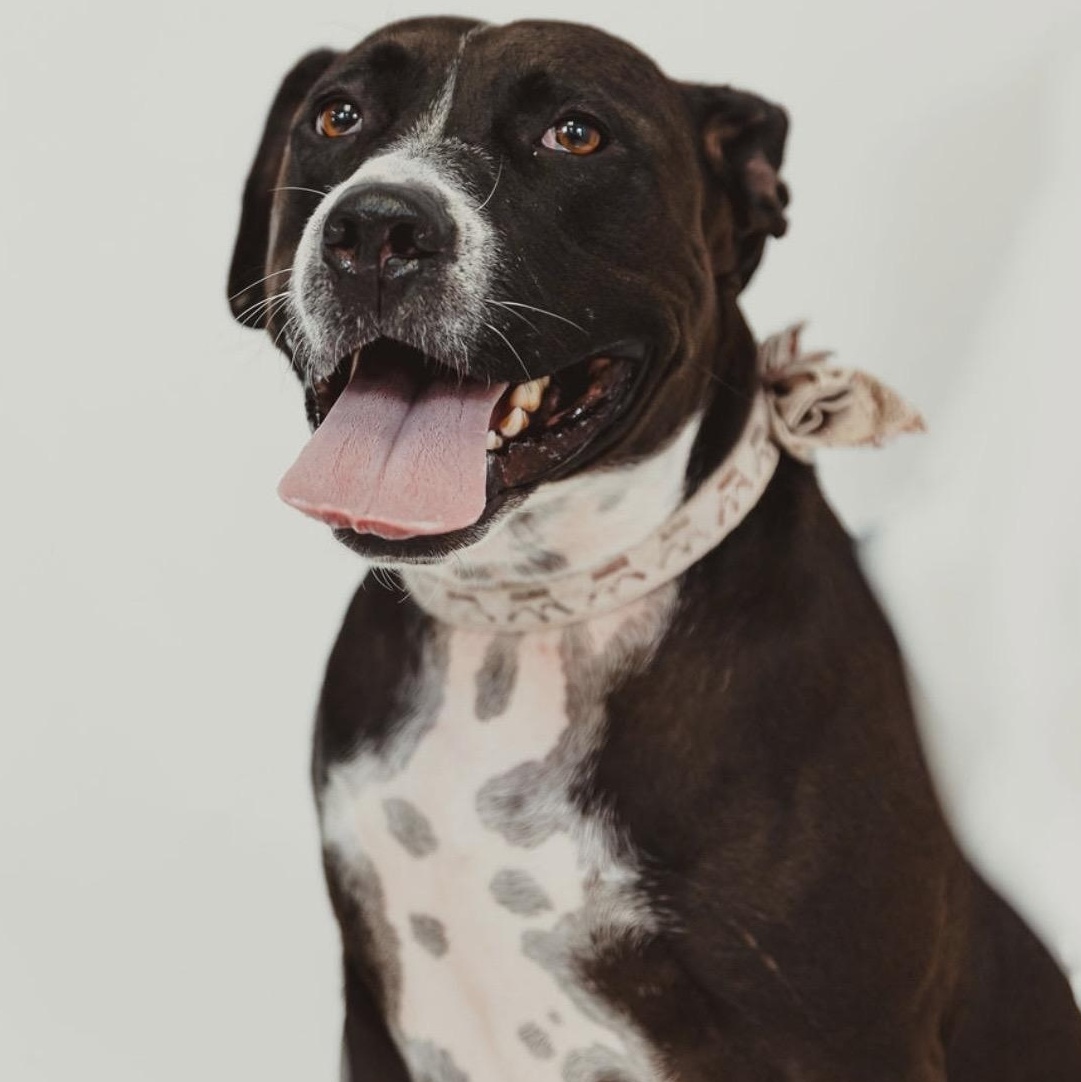 Comfy, adopted, Young Female Pit Bull Terrier.