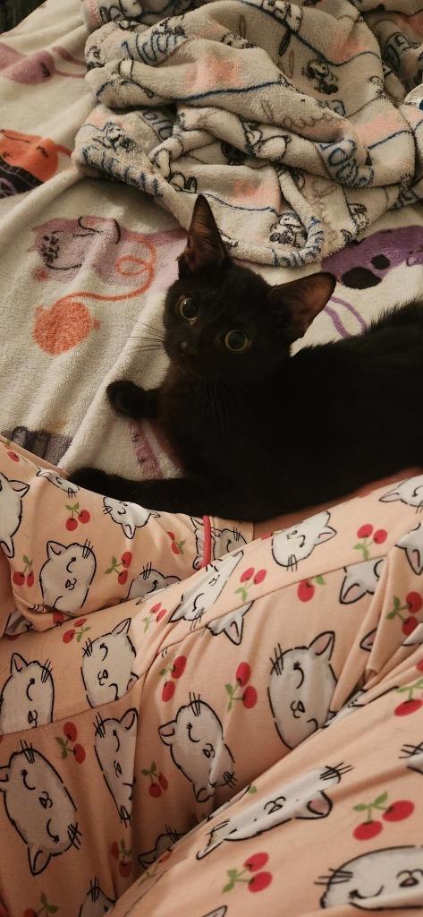 Brody, Adoptable, Young Male Domestic Short Hair.