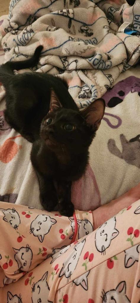 Brody, Adoptable, Young Male Domestic Short Hair.