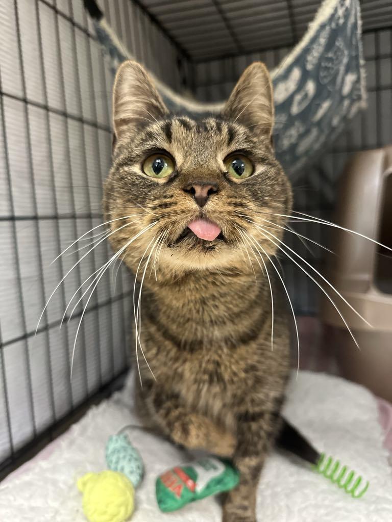 Marcie (read description), Adult Female Domestic Short Hair