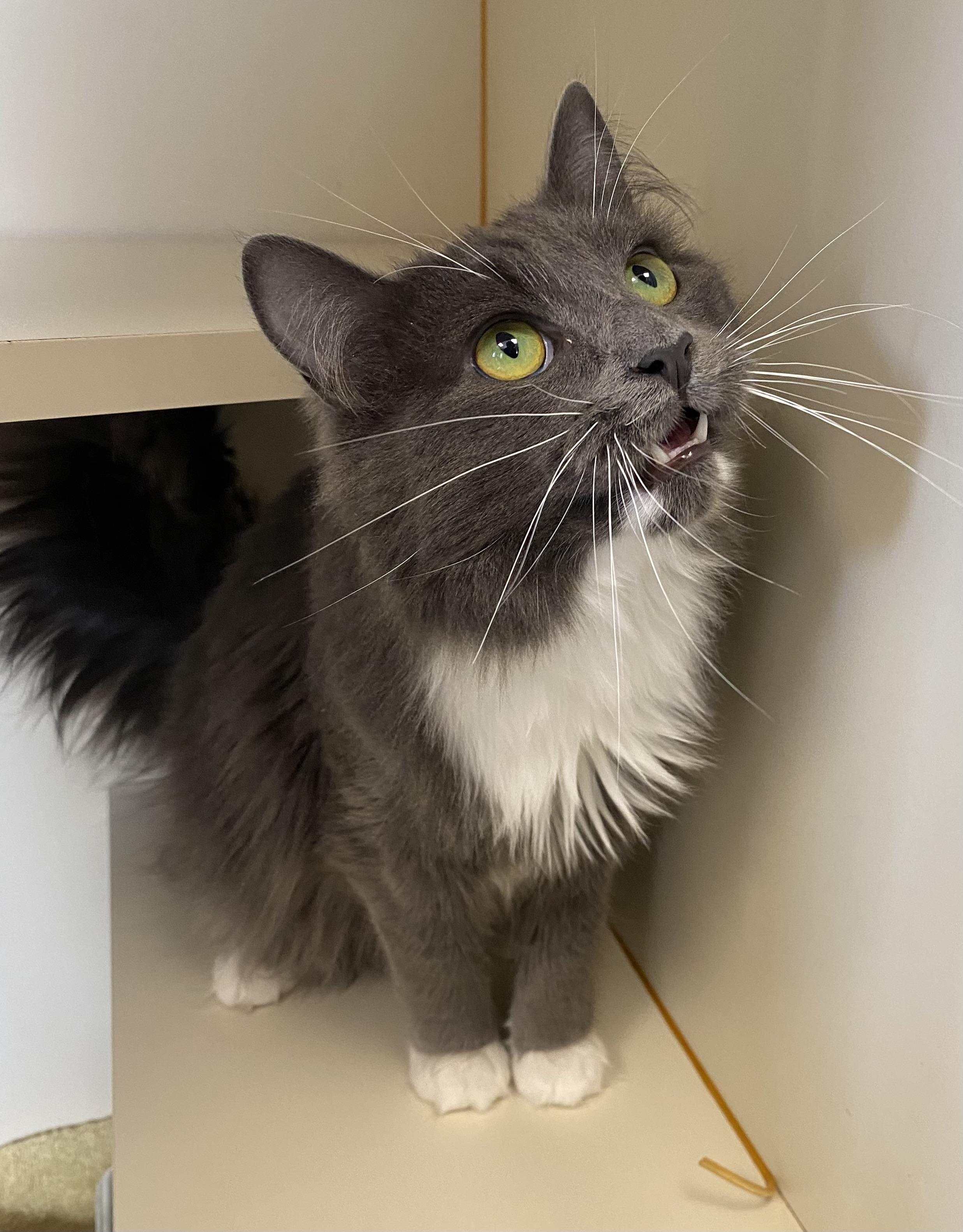 Enlarge Ludvic, a ADOPTABLE Domestic Long Hair in Somerset, NJ image 1/2