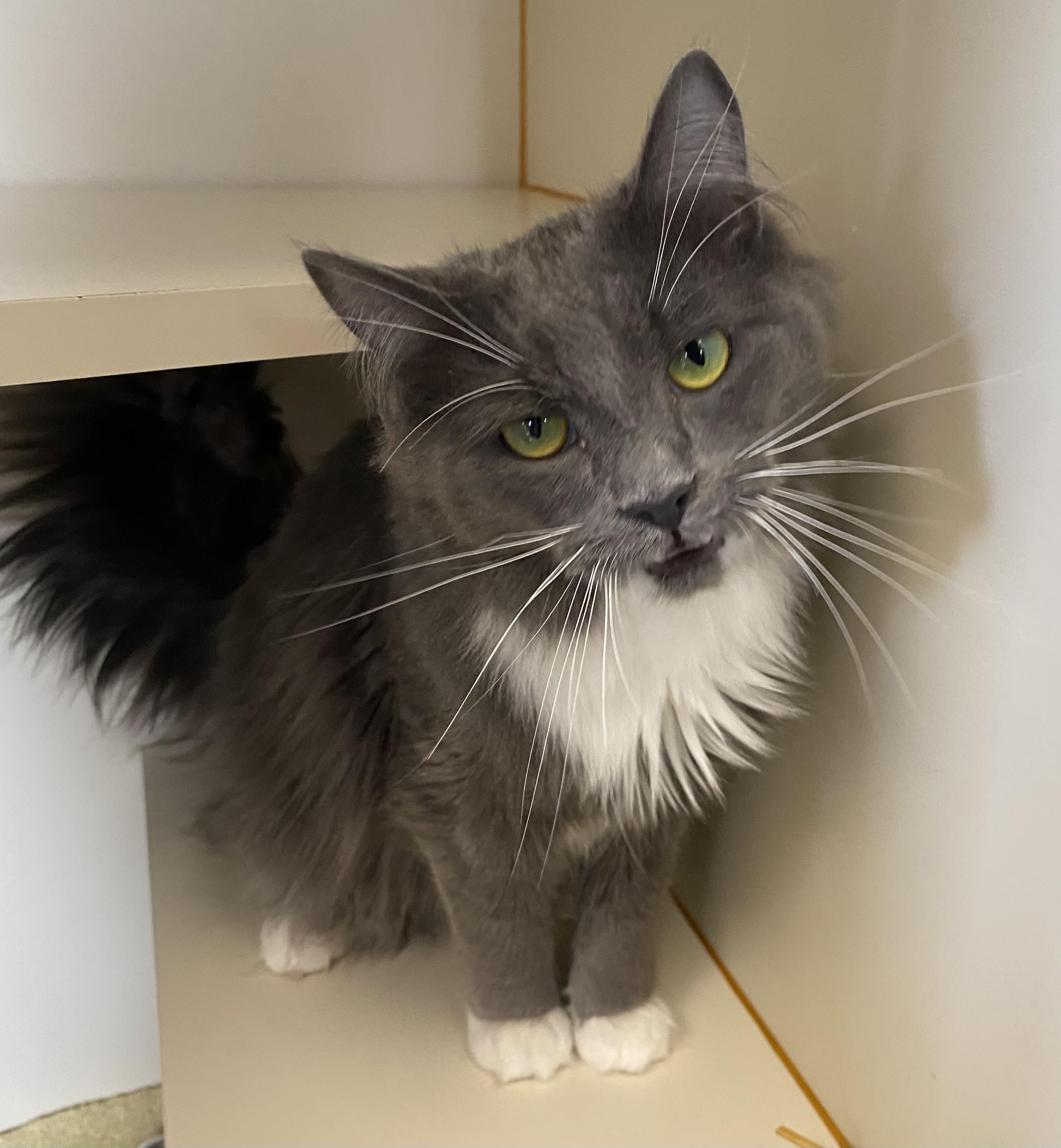 Enlarge Ludvic, a ADOPTABLE Domestic Long Hair in Somerset, NJ image 2/2