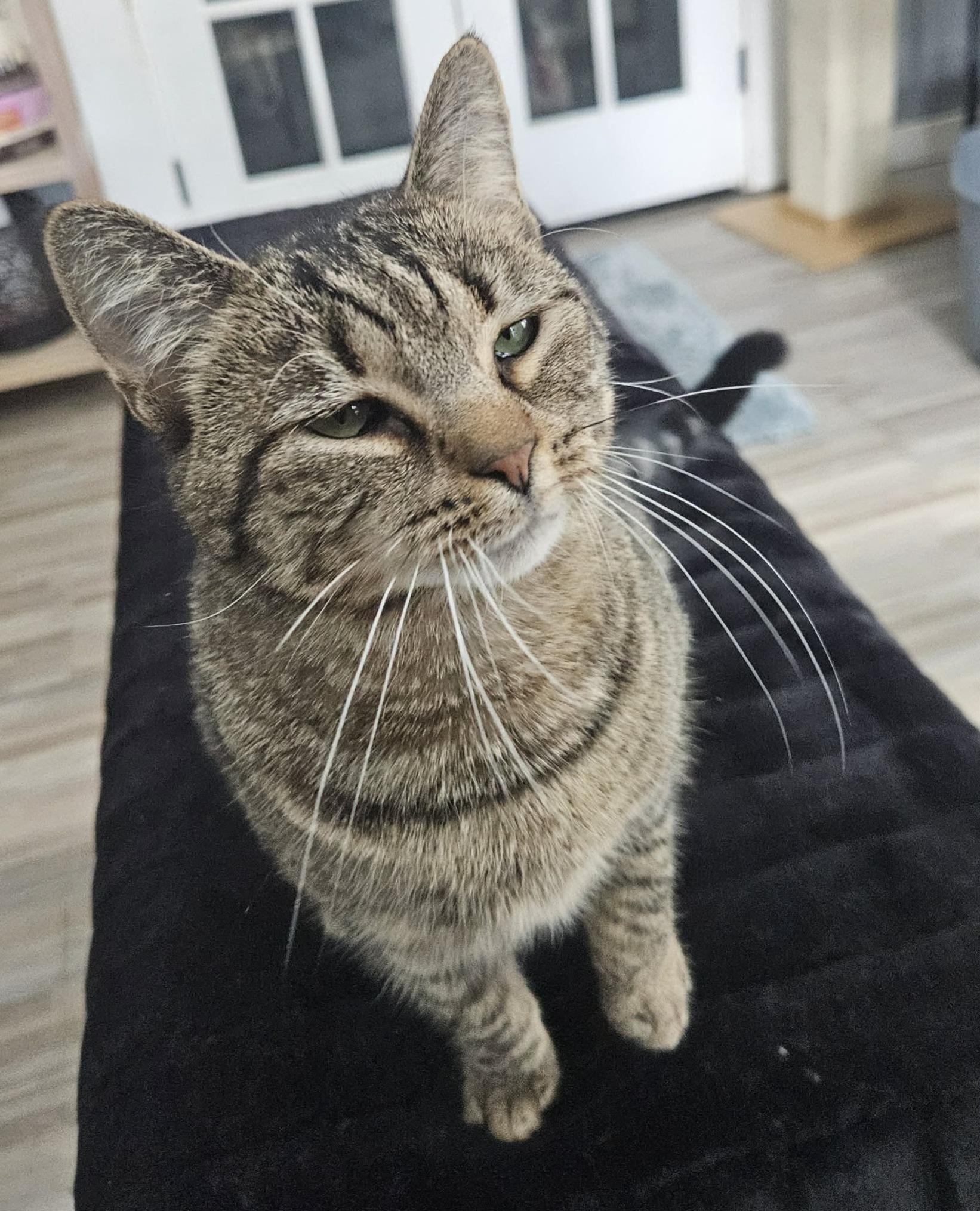 Merri (Perfectly Plump), ADOPTABLE, Young Female Domestic Short Hair.