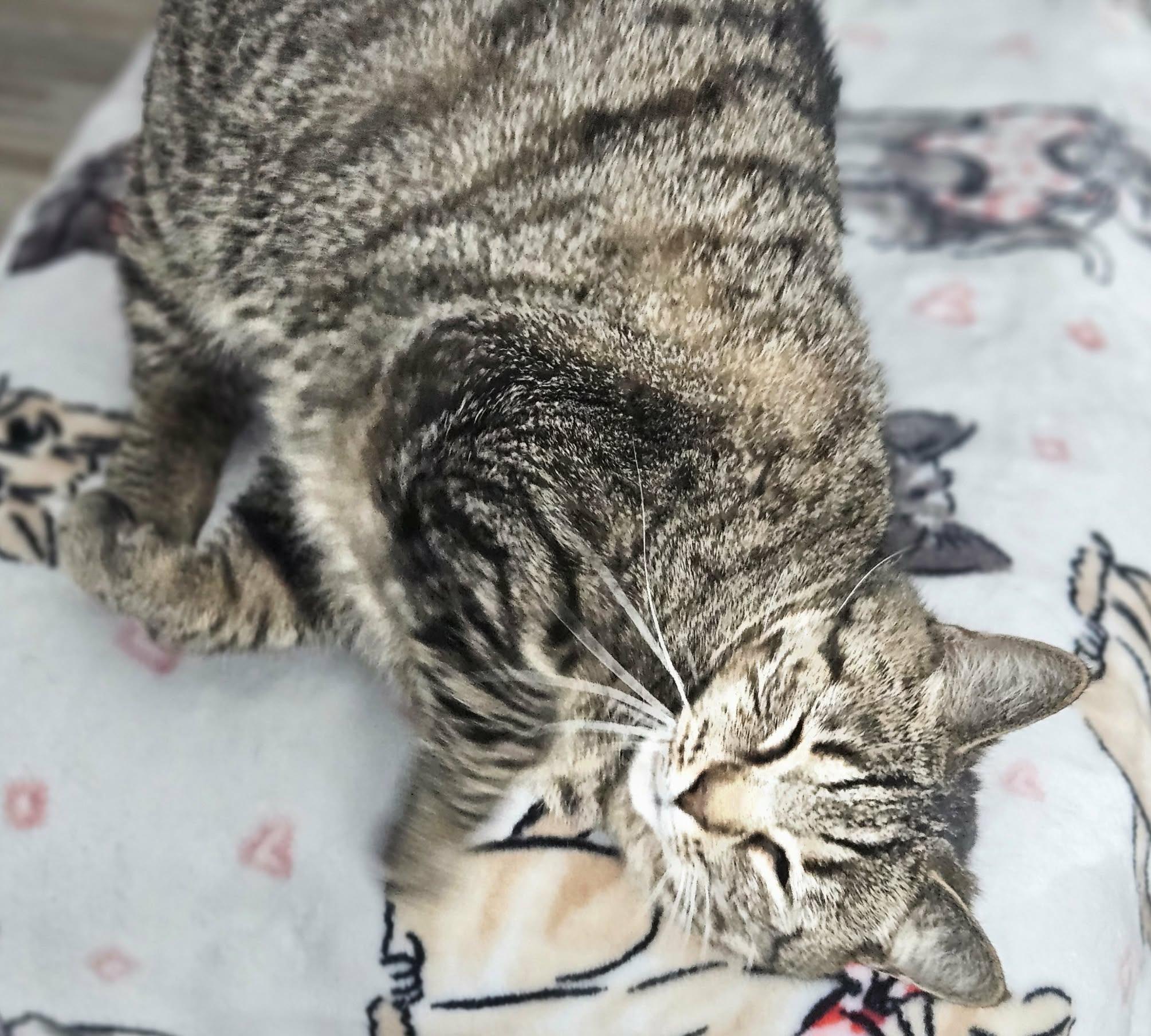 Enlarge Merri (Perfectly Plump), a ADOPTABLE Domestic Short Hair in Rochester, NY image 2/2