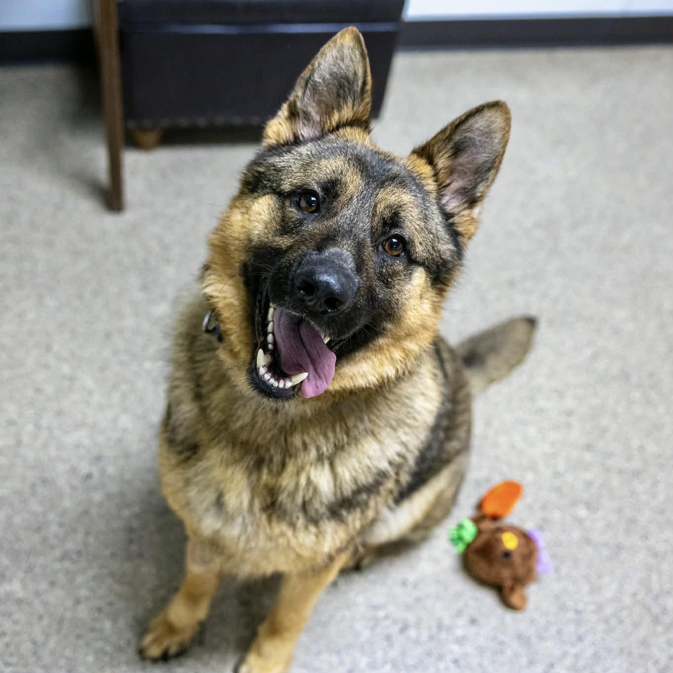 Knox, ADOPTABLE, Young Male German Shepherd Dog.