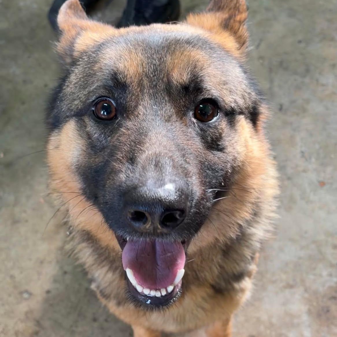Enlarge Knox, a ADOPTABLE German Shepherd Dog in Valparaiso, IN image 3/3