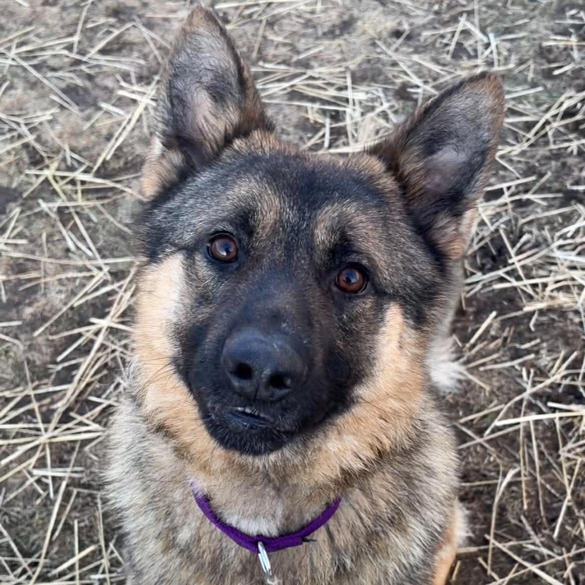 Knox, ADOPTABLE, Adult Male German Shepherd Dog.