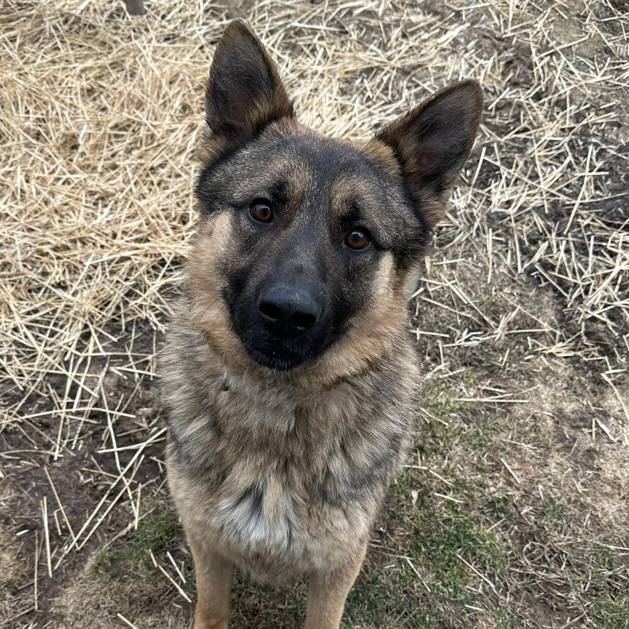 Enlarge Knox, a ADOPTABLE German Shepherd Dog in Valparaiso, IN image 2/3