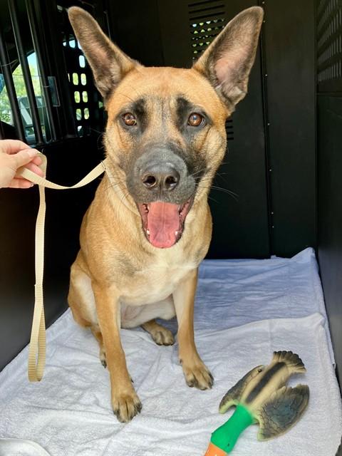 Elsa, a ADOPTABLE mixed breed in Phoenix, OR image 3/3
