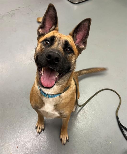 Elsa, a ADOPTABLE mixed breed in Phoenix, OR image 2/3