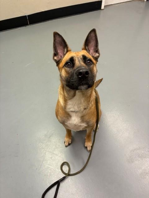 Elsa, ADOPTABLE, Young Female German Shepherd Dog.