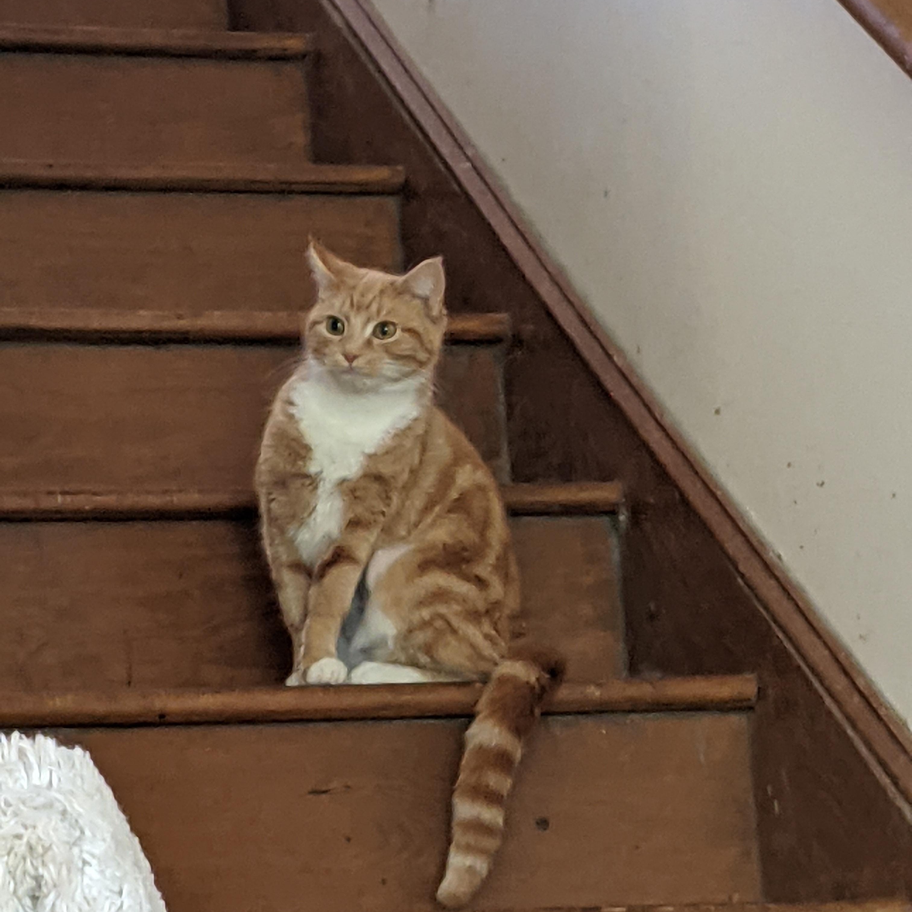 Enlarge Pumpkin, an adopted American Shorthair in Charlotte, NC image 3/3