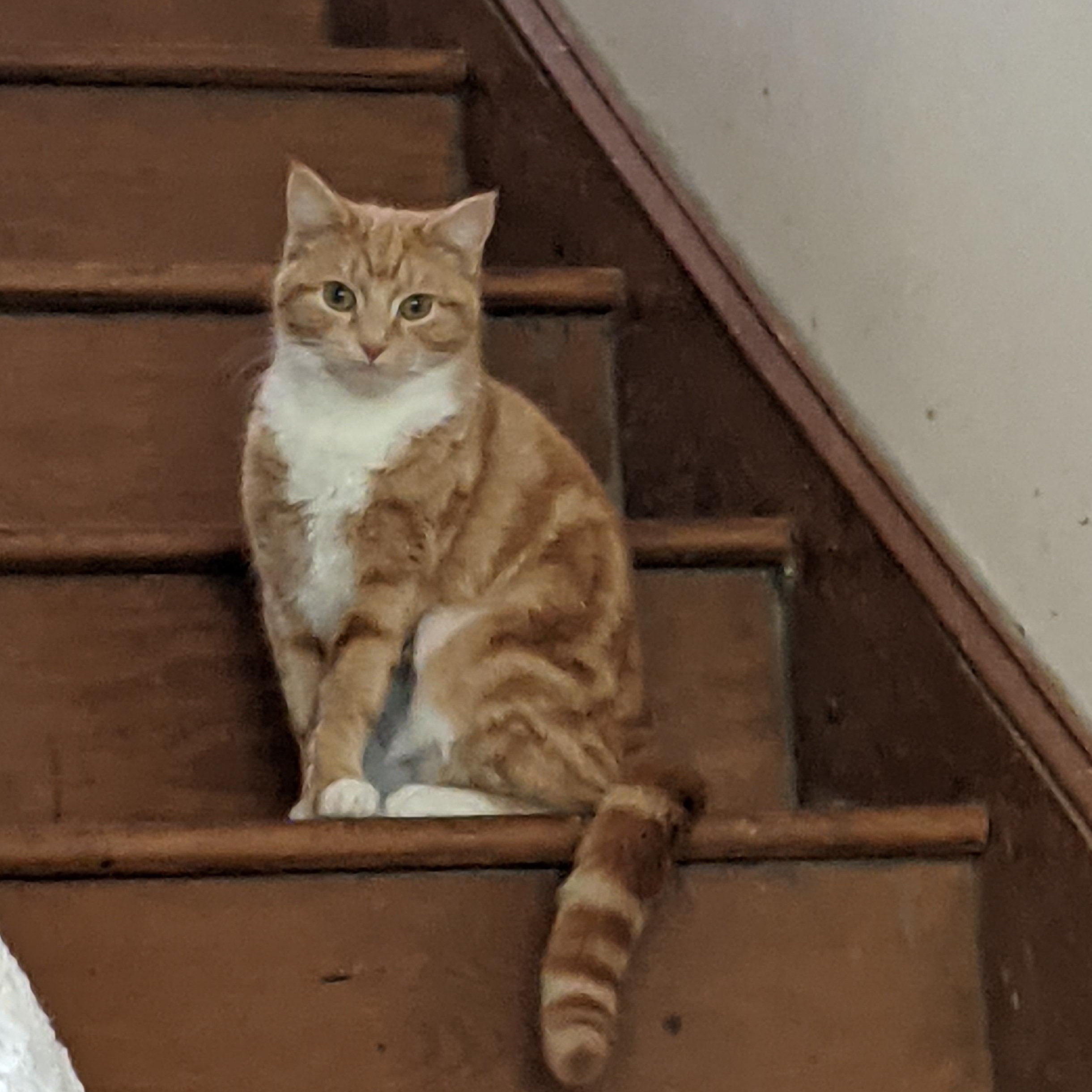 Pumpkin, adopted, Young Female American Shorthair.