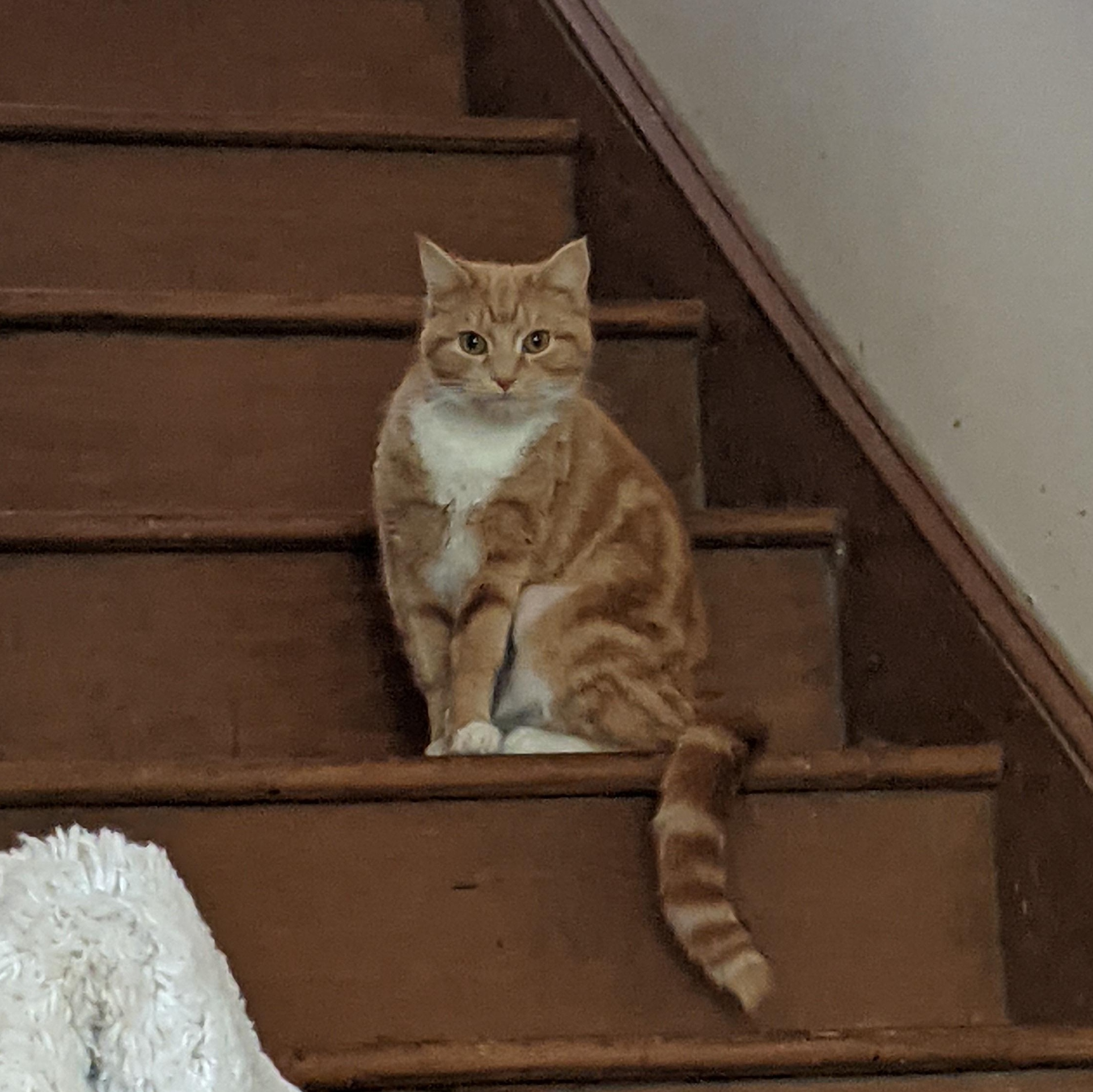 Enlarge Pumpkin, an adopted American Shorthair in Charlotte, NC image 2/3