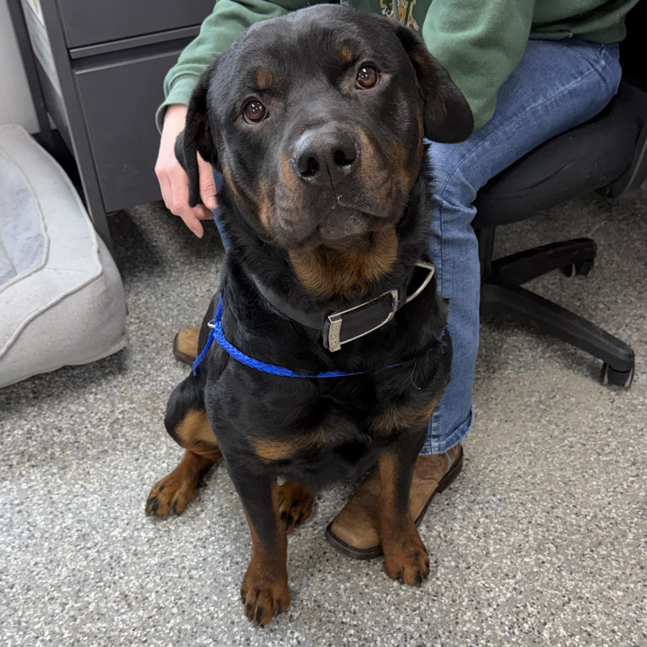 Enlarge Atlas, an adopted mixed breed in Bryan, OH image 2/3