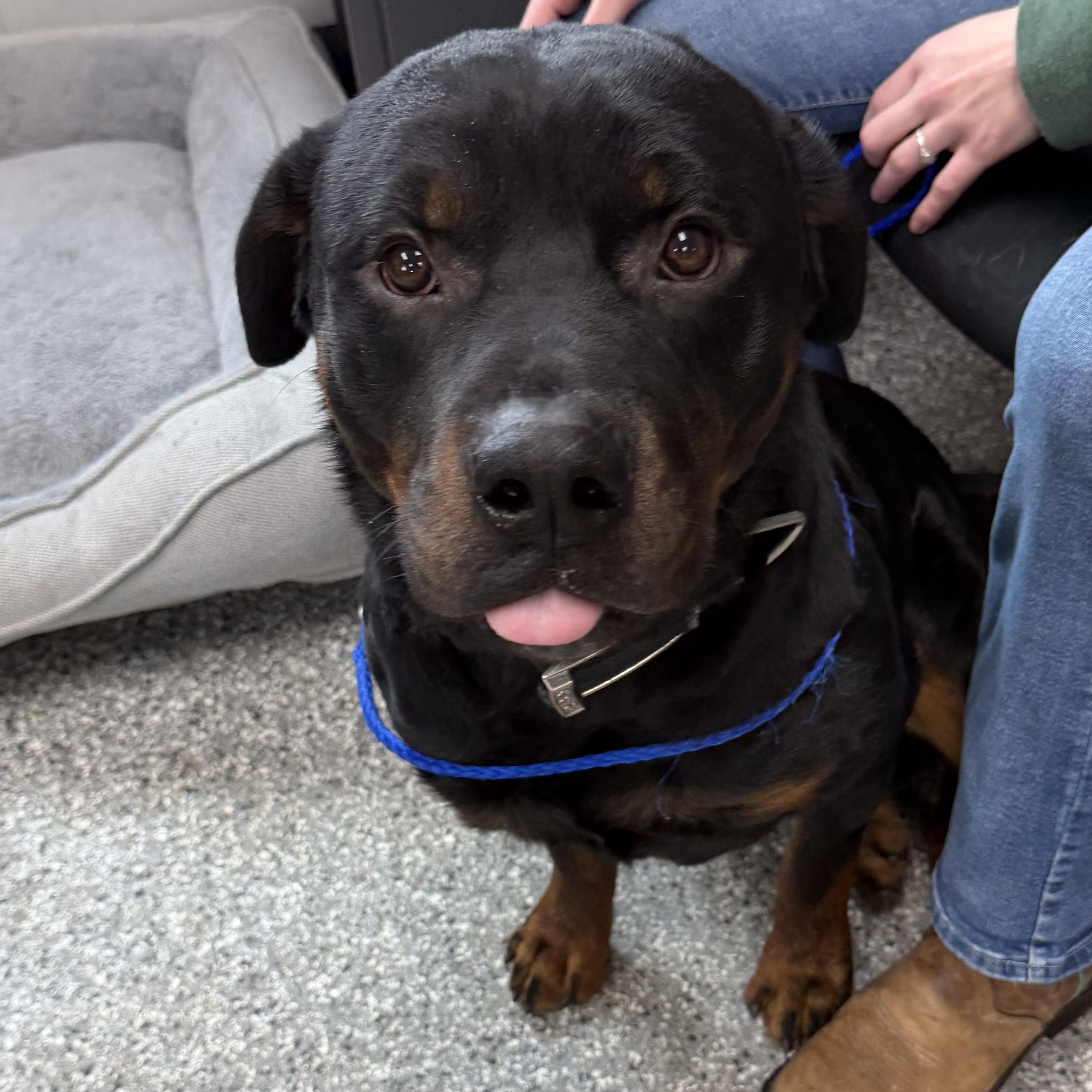 Atlas, adopted, Adult Male Rottweiler.