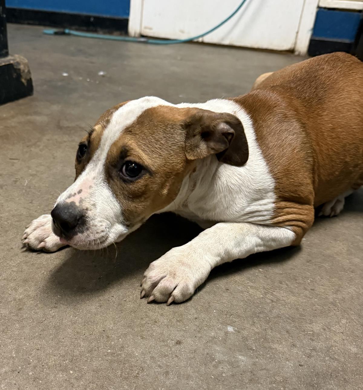 Enlarge Gamora, a Adoptable mixed breed in Ozark, AL image 1/1