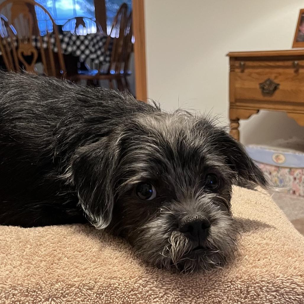 Enlarge Finn sweet boy!, a Adoptable mixed breed in Kokomo, IN image 1/5