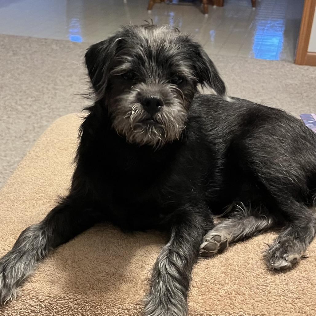 Enlarge Finn sweet boy!, a Adoptable mixed breed in Kokomo, IN image 2/5