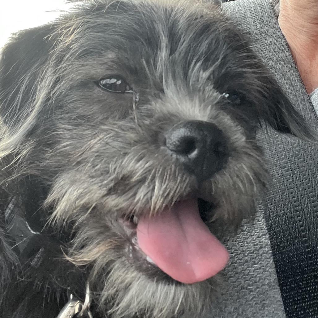 Enlarge Finn sweet boy!, a Adoptable mixed breed in Kokomo, IN image 3/5