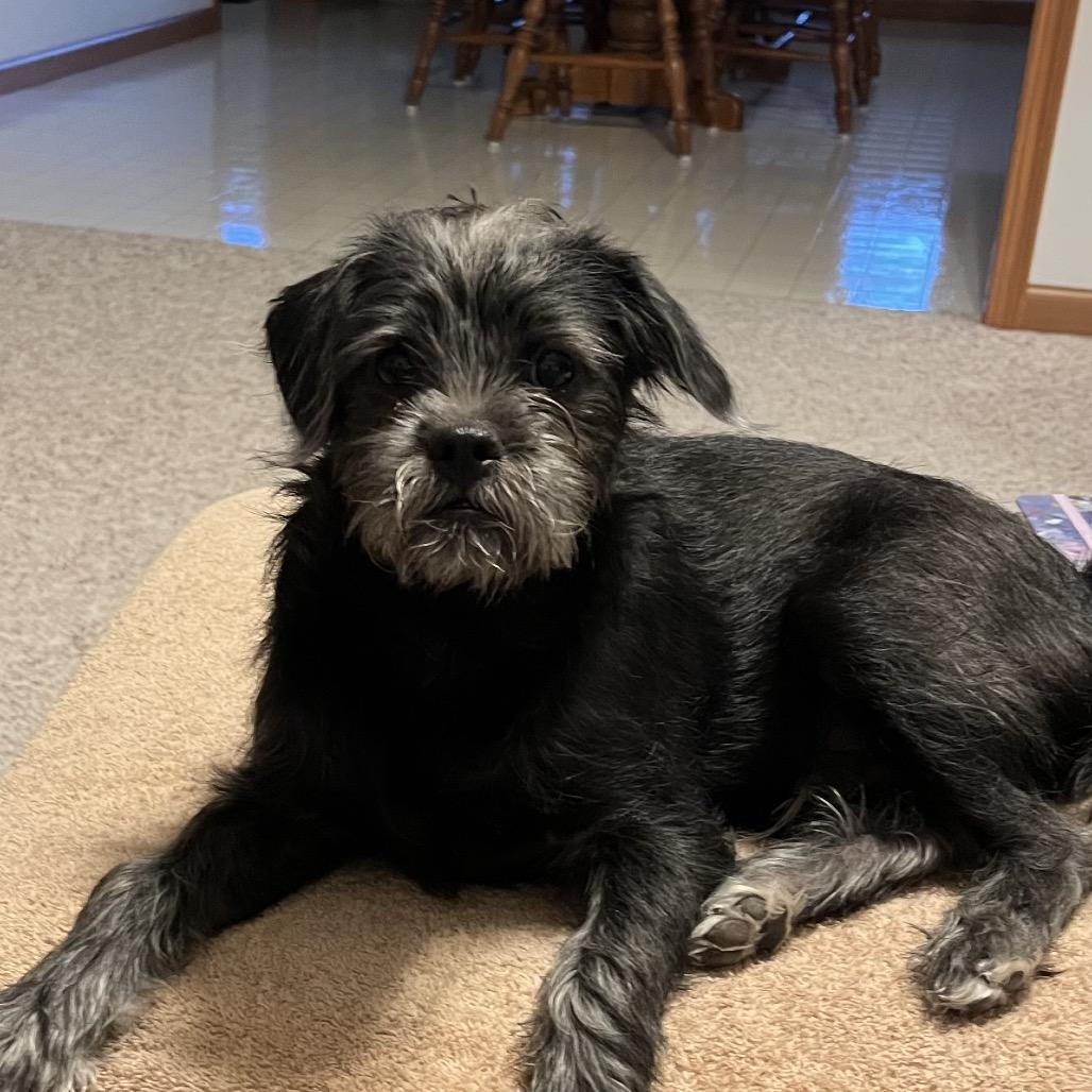 Enlarge Finn sweet boy!, a Adoptable mixed breed in Kokomo, IN image 4/5