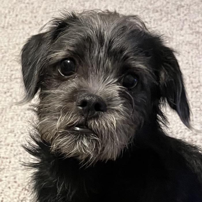 Enlarge Finn sweet boy!, a Adoptable mixed breed in Kokomo, IN image 5/5