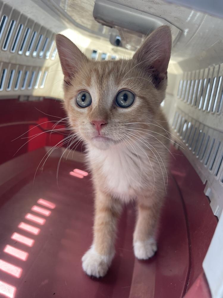 Enlarge Morrigan, a Adoptable mixed breed in Newnan, GA image 3/6