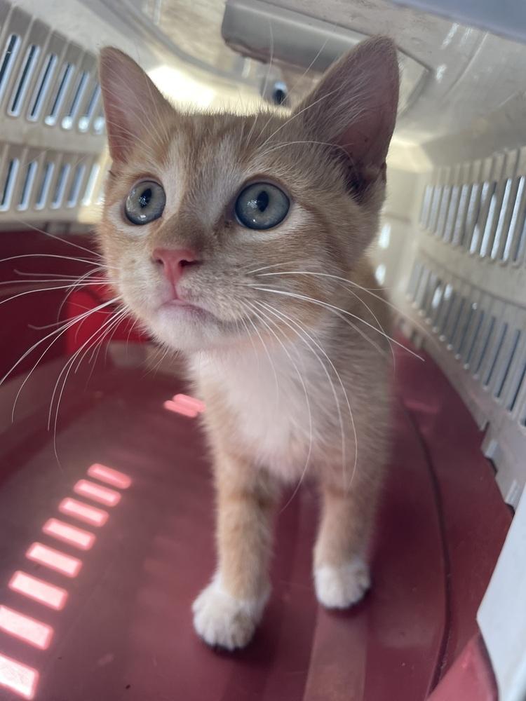 Enlarge Morrigan, a Adoptable mixed breed in Newnan, GA image 5/6