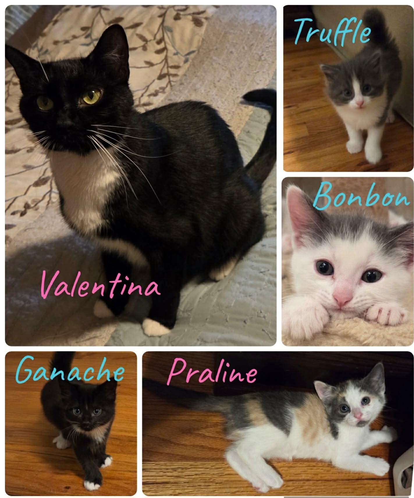 Valentina and kittens, adopted, Adult Female Domestic Short Hair.