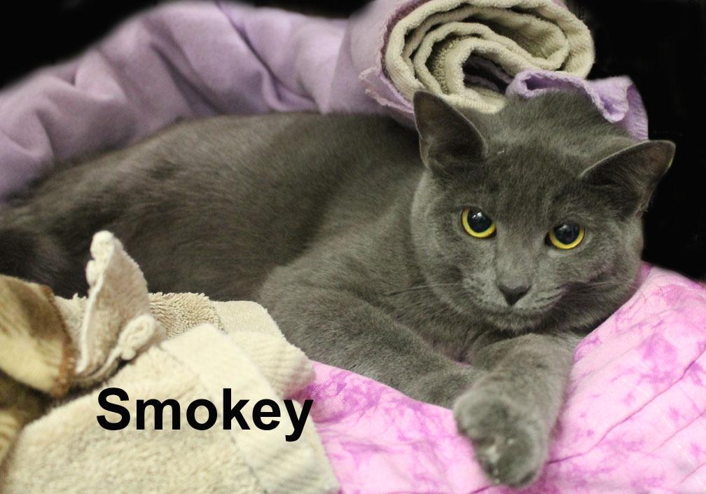 Smokey Dri. (sweet female)
