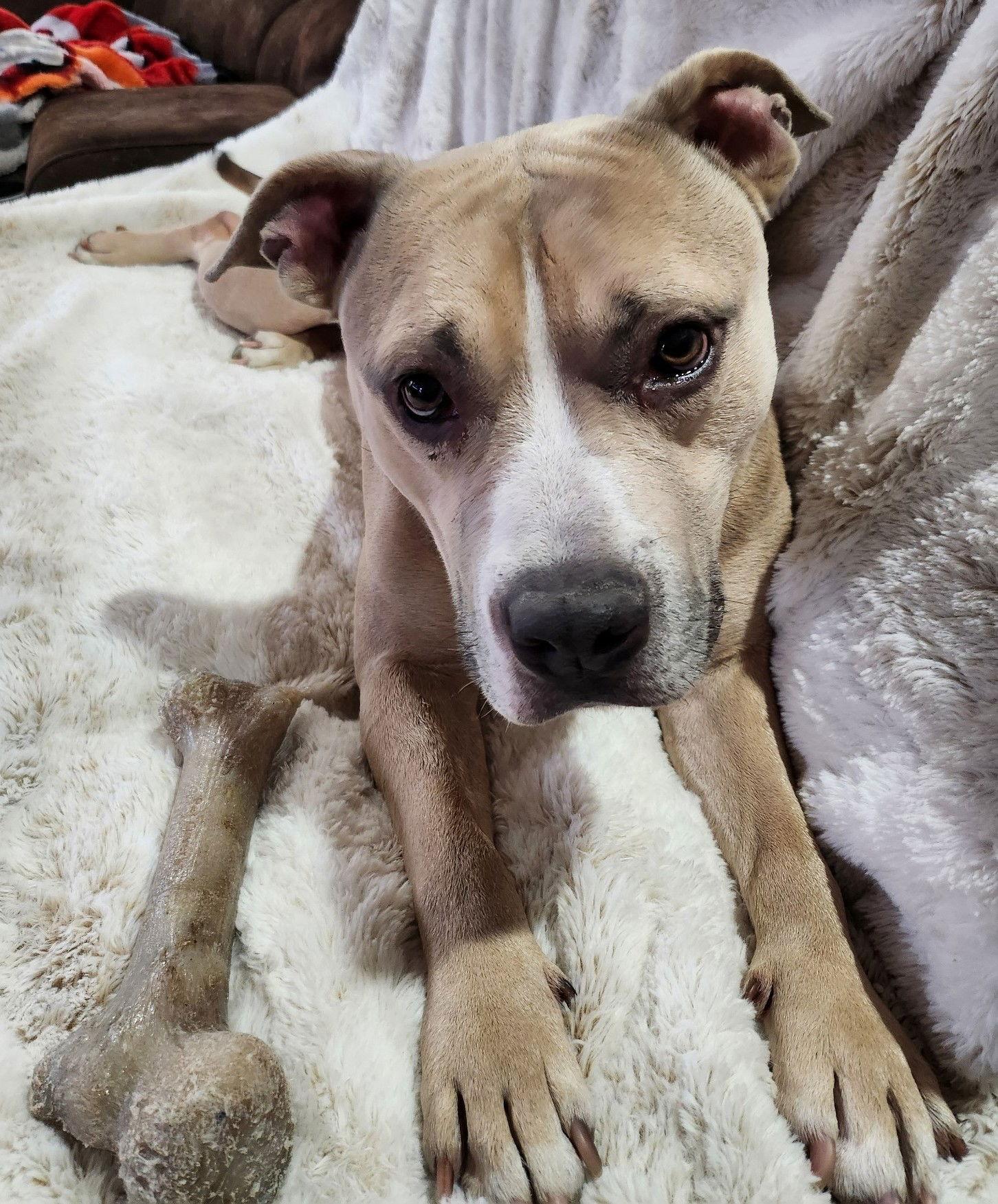 Enlarge XP Blue - Bangor, PA, a Adoptable Pit Bull Terrier in Rockaway, NJ image 1/3
