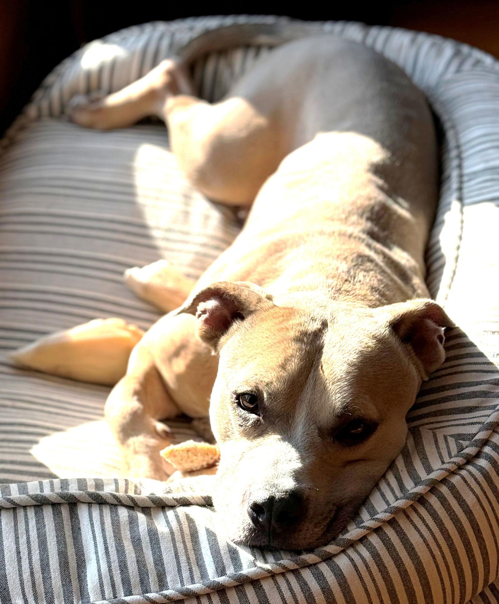 Enlarge XP Blue - Bangor, PA, a Adoptable Pit Bull Terrier in Rockaway, NJ image 2/3