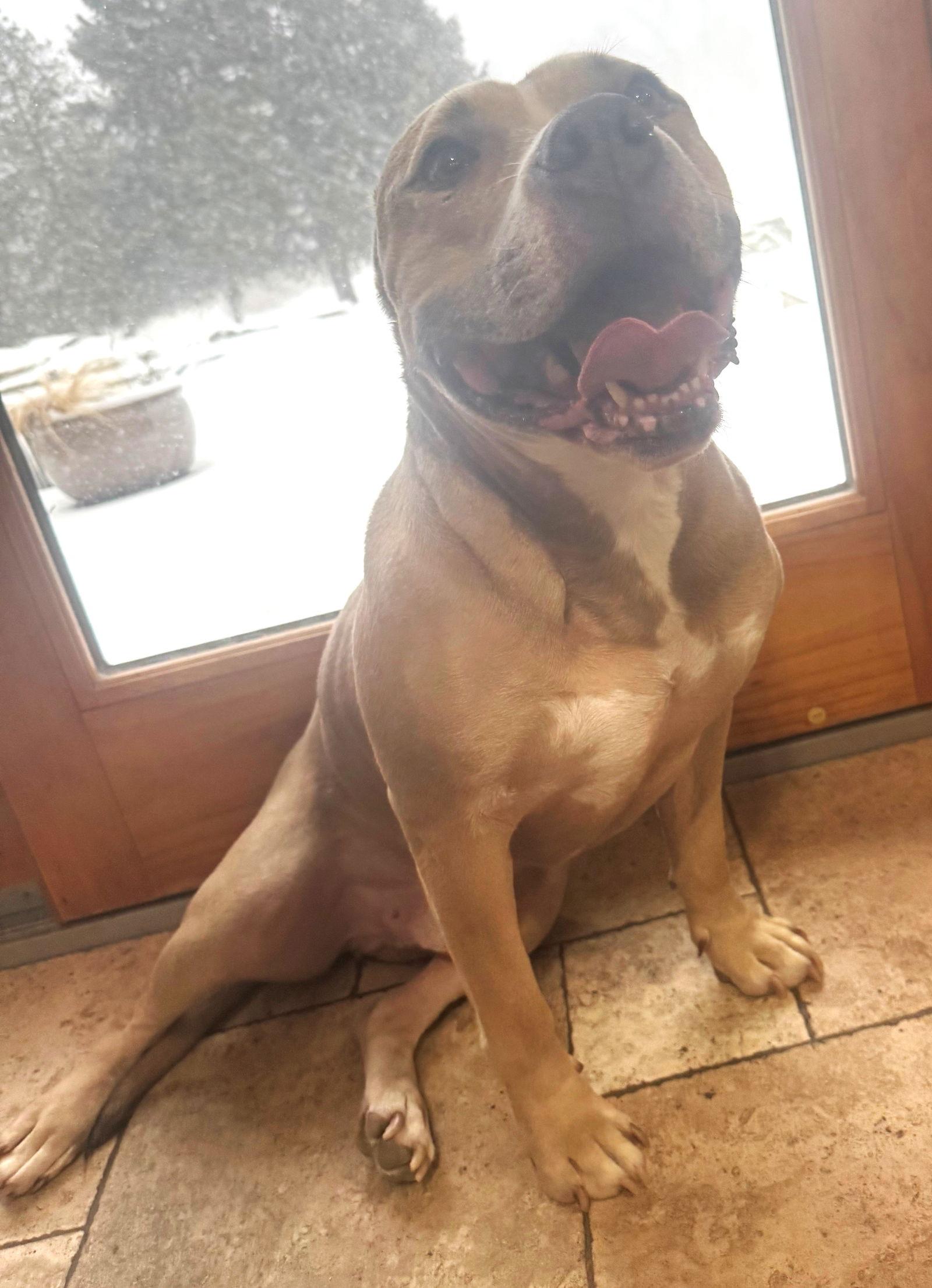 Enlarge XP Blue - Bangor, PA, a Adoptable Pit Bull Terrier in Rockaway, NJ image 3/3