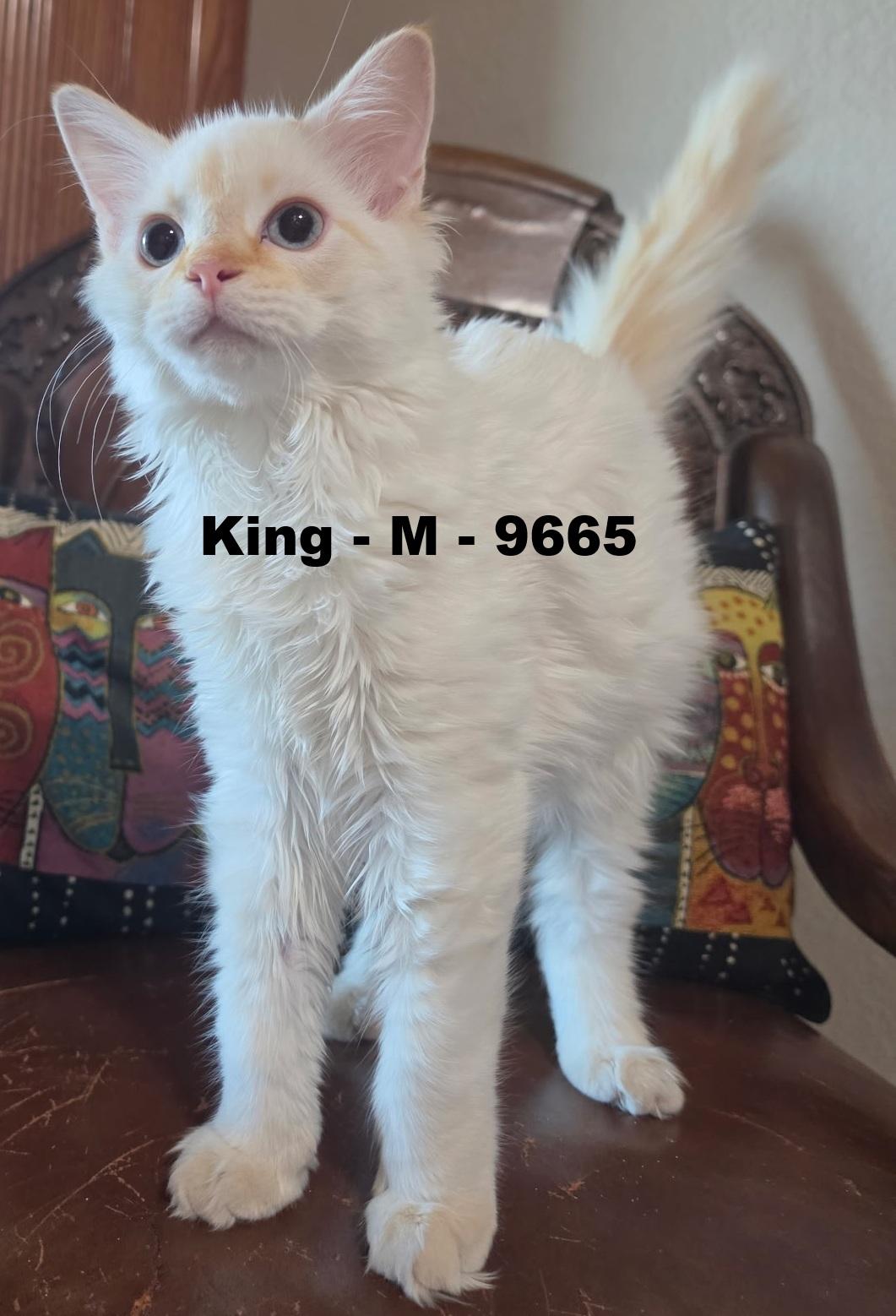King, an adoptable Siamese in Weatherford, TX image 1/2