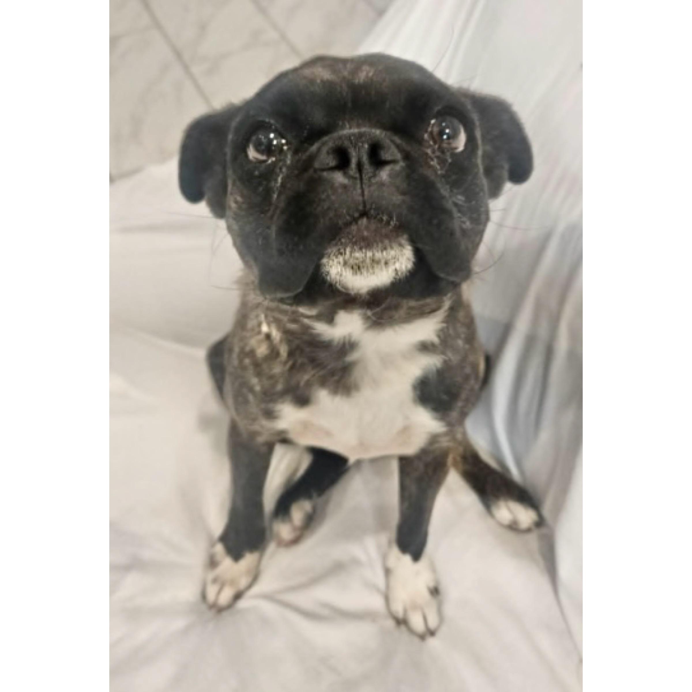 Enlarge Timmy, a ADOPTABLE Boston Terrier in Boulder, CO image 3/4