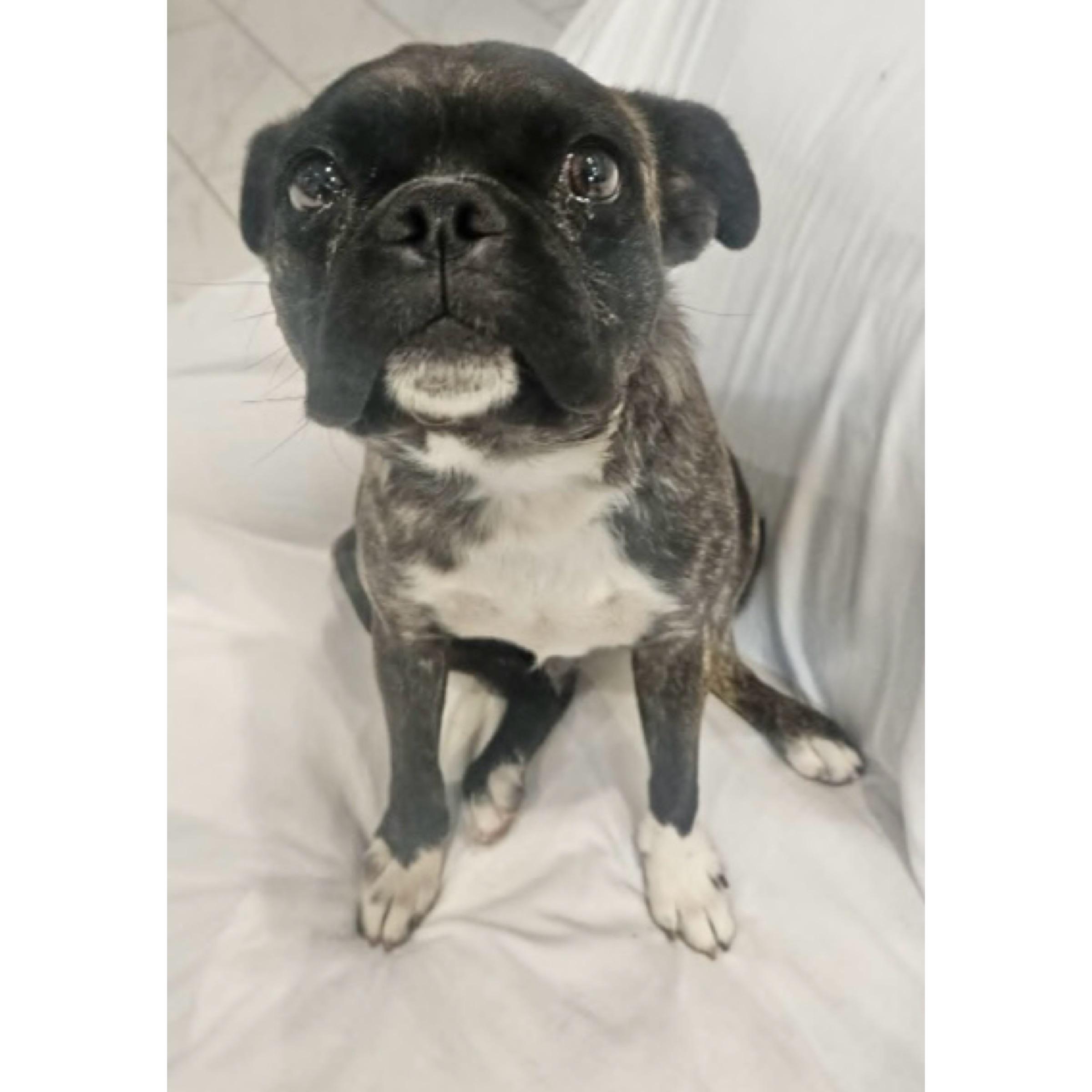 Enlarge Timmy, a ADOPTABLE Boston Terrier in Boulder, CO image 4/4
