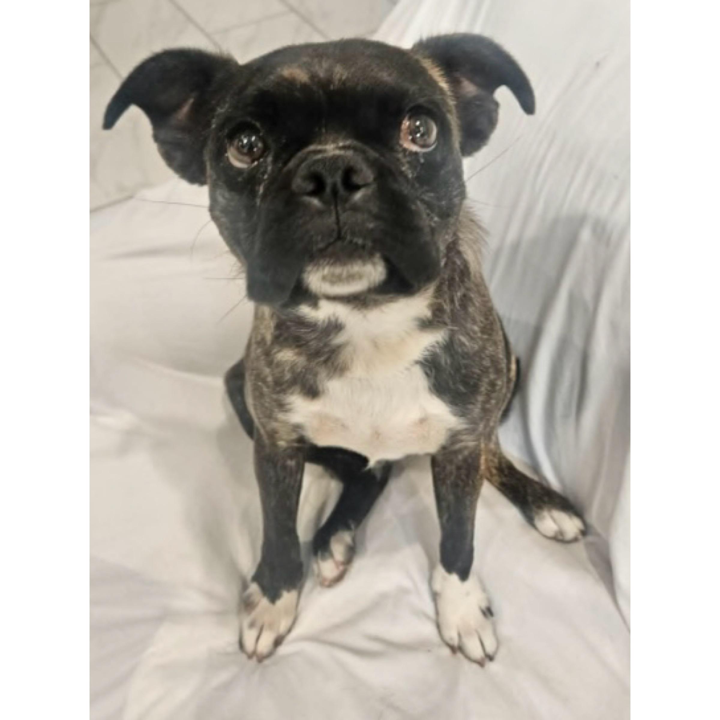 Enlarge Timmy, a ADOPTABLE Boston Terrier in Boulder, CO image 2/4