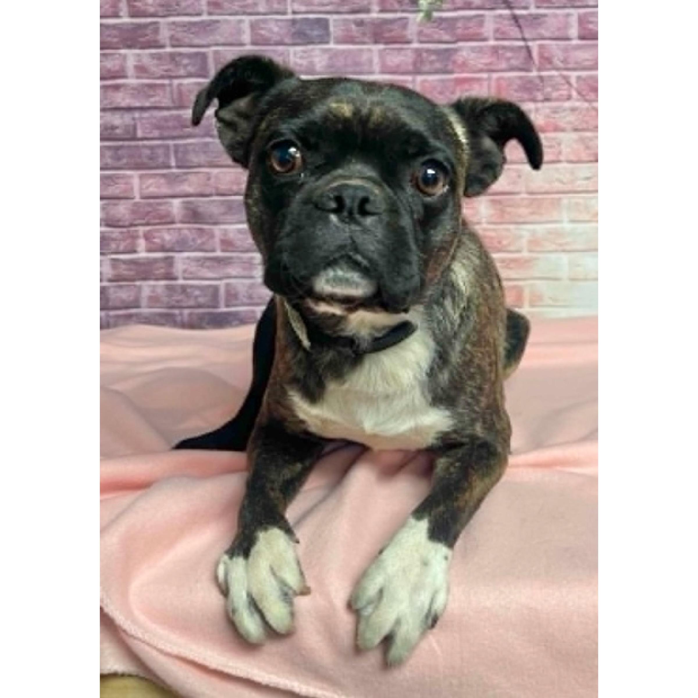 Timmy, ADOPTABLE, Young Male Boston Terrier.