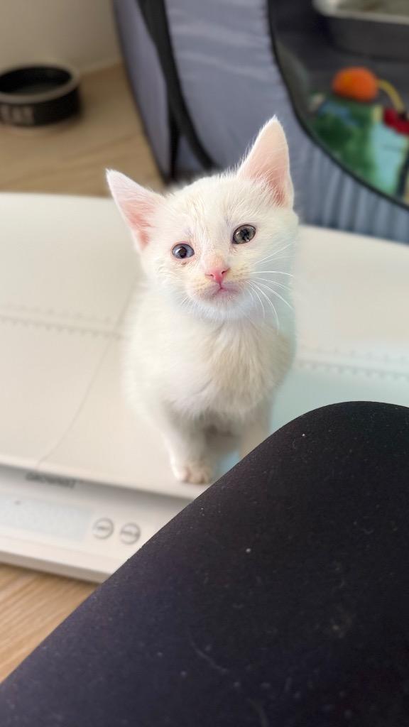 Swiss, Adoptable, Kitten Male Domestic Short Hair.