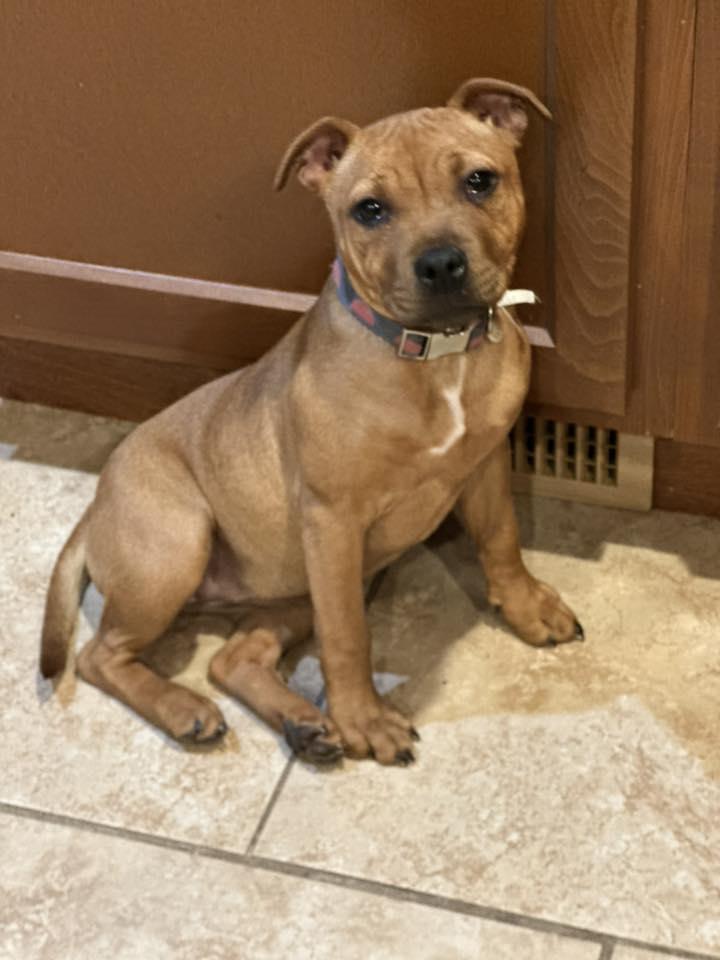 Enlarge Tyra, a ADOPTABLE Staffordshire Bull Terrier in Buffalo, NY image 1/4