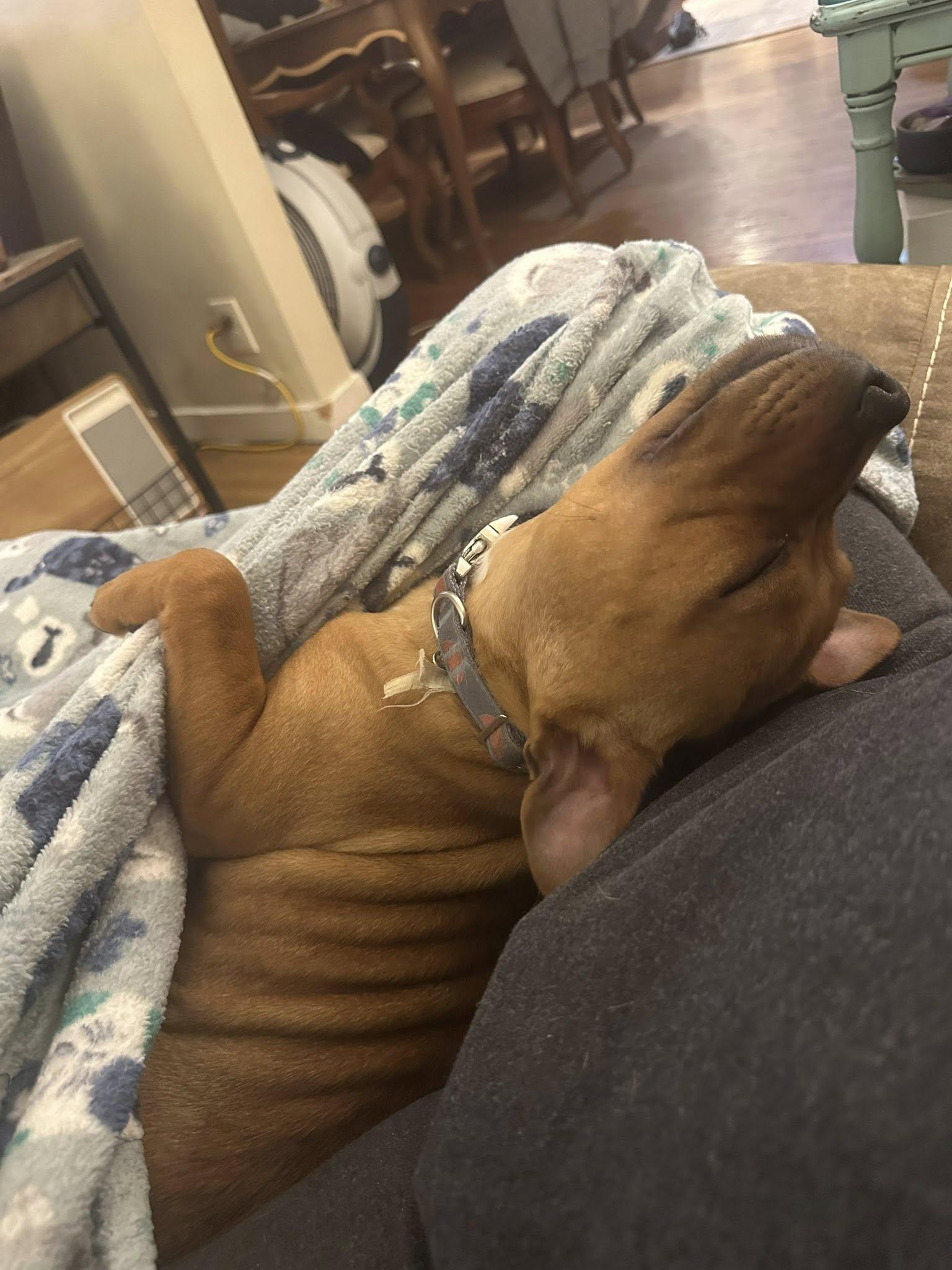 Enlarge Tyra, a ADOPTABLE Staffordshire Bull Terrier in Buffalo, NY image 2/4