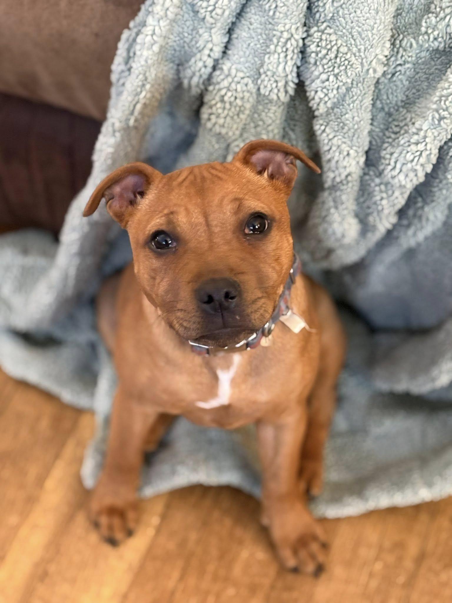 Enlarge Tyra, a ADOPTABLE Staffordshire Bull Terrier in Buffalo, NY image 4/4