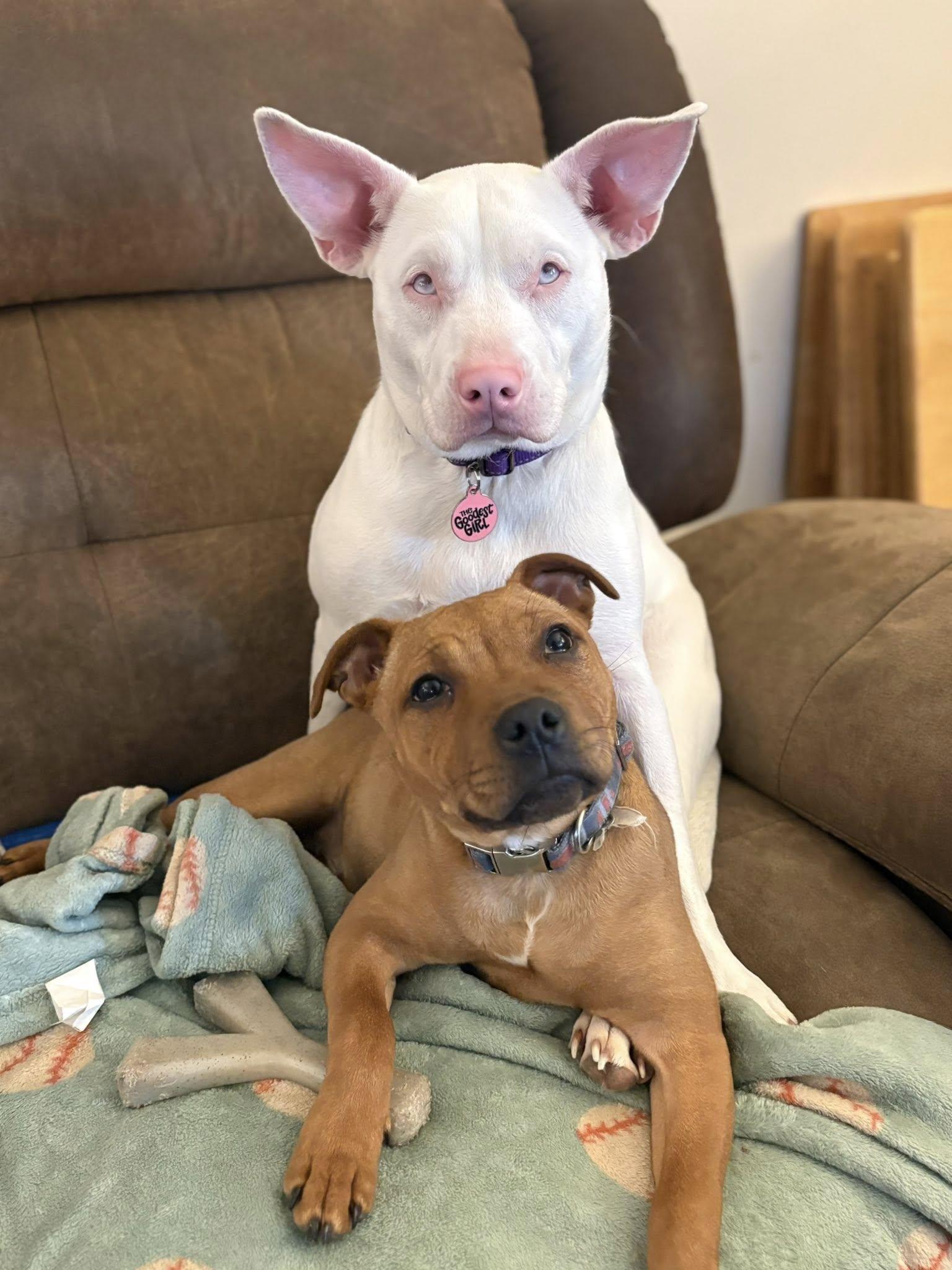 Enlarge Tyra, a ADOPTABLE Staffordshire Bull Terrier in Buffalo, NY image 3/4