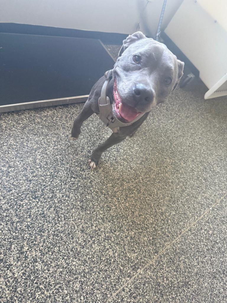 Gus, Adoptable, Adult Male Mixed Breed.