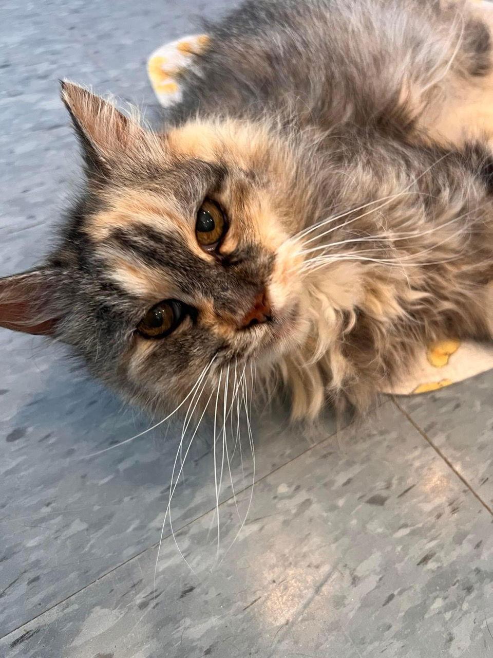 Tweety Bird (Adopted, but no proof) — thumbnail 3