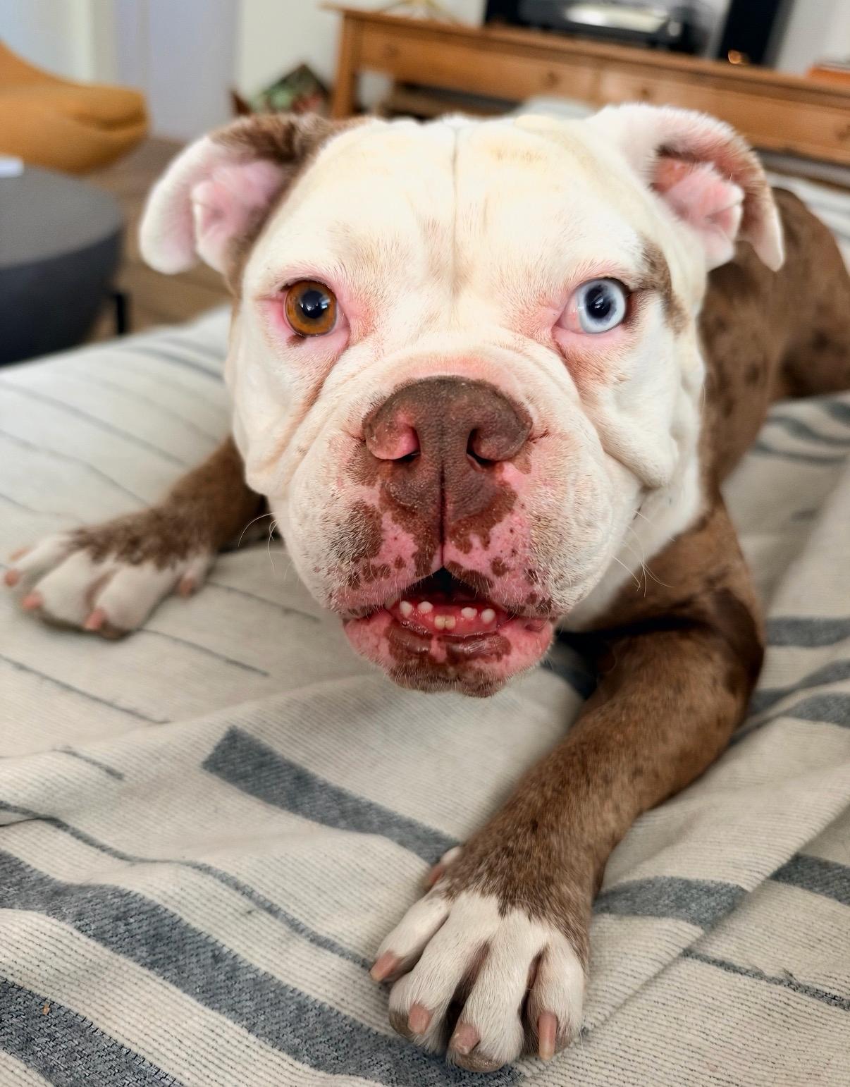 Winnie, Adoptable, Adult Female American Bulldog.